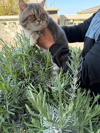 Gattino British Shorthair