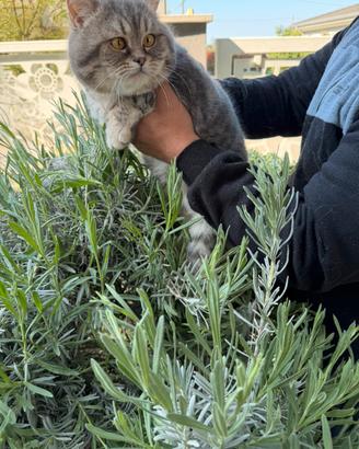 Gattino British Shorthair