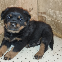 Femmina di rottweiler cucciolo