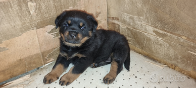 Femmina di rottweiler cucciolo