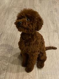 Barboncino toy per accoppiamento