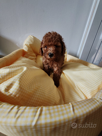 Barboncino red maschio