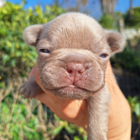 Maschietti Isabella Prenotazione Bulldog Francese