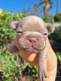 Maschietti Isabella Prenotazione Bulldog Francese