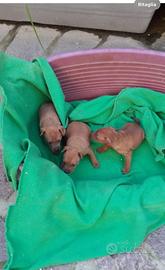 Pinscher