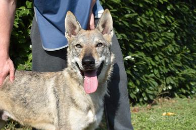 FARTHAN cucciolo cane lupo cecoslovacco