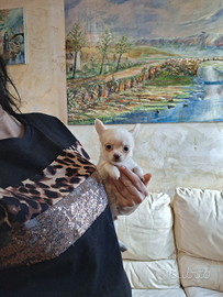 Ceduto Chihuahua mini pelo lungo