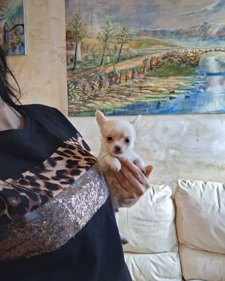 Ceduto Chihuahua mini pelo lungo