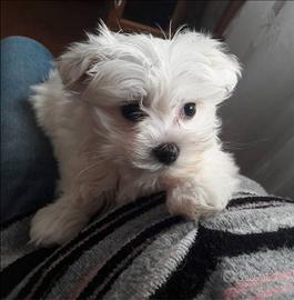 Razza maltese