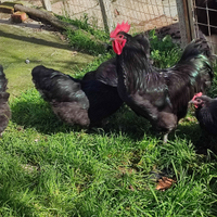 Australorp