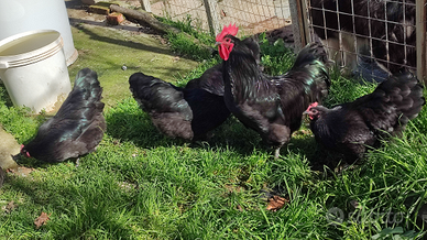 Australorp