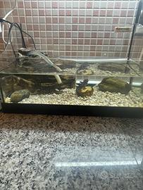 Salamandra