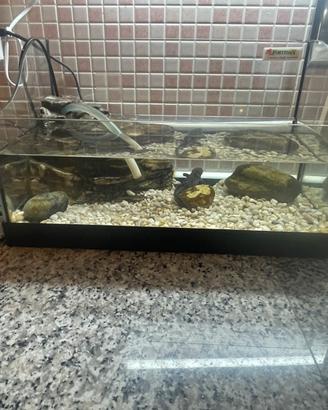 Salamandra