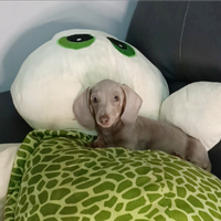 Bassotto nano isabella