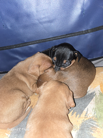 Cuccioli PINSCHER