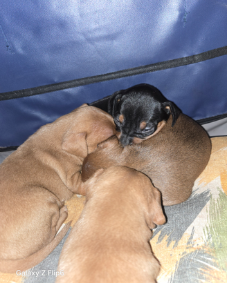 Cuccioli PINSCHER