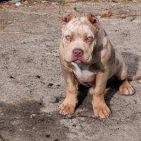 American bully pocket