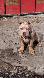 American bully pocket