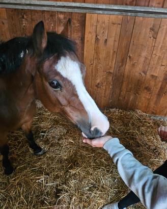Pony