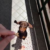 Bassotto nano per monta