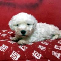 Cuccioli maltipoo