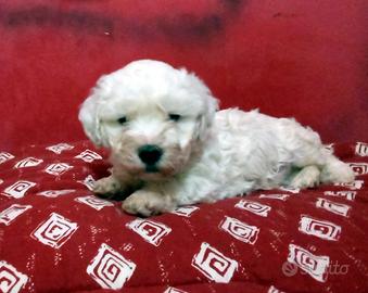 Cuccioli maltipoo