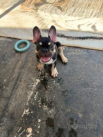 Bulldog Francese