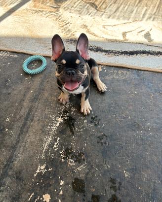 Bulldog Francese