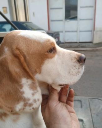 Beagle con pedigree