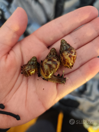 Achatina reticulata dark head albina baby