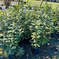 Piante per siepe Lauro