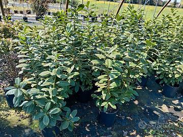 Piante per siepe Lauro