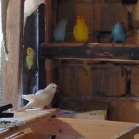 Parrocchetti dal collare coppie