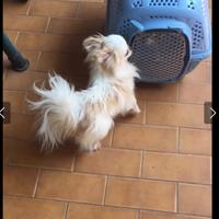 Chihuahua maschio per accoppiamento