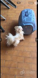 Chihuahua maschio per accoppiamento