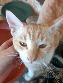 Gattino 4 mesi
