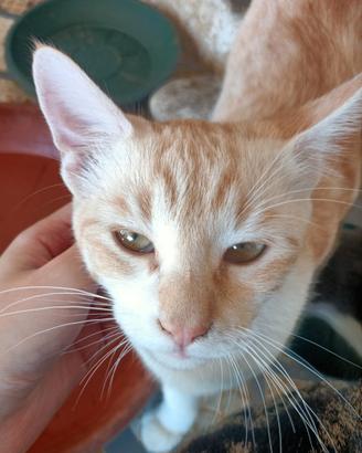 Gattino 4 mesi