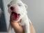 Immagine 5