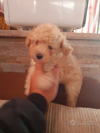 Maltipoo femmina toy