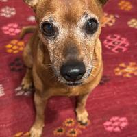 Pincher maschio per accoppiamento