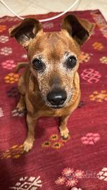 Pincher maschio per accoppiamento