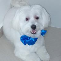 Dolce maltese di due anni