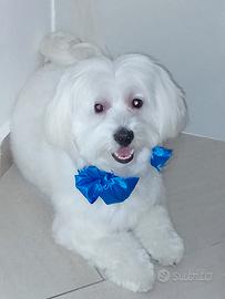 Dolce maltese di due anni