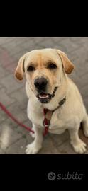 Labrador da monta