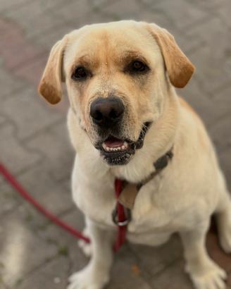 Labrador da monta