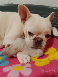 Bulldog francese
