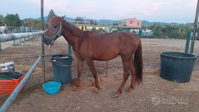 cavalla