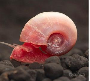 20 Planorbarius corneus