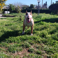 Bull Terrier standard maschio