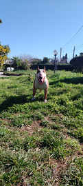 Bull Terrier standard maschio